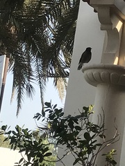 Acridotheres tristis