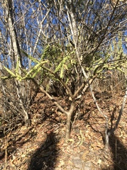 Opuntia pumila