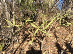 Opuntia pumila