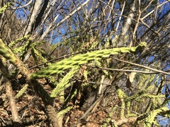 Opuntia pumila