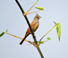 Emberiza lathami