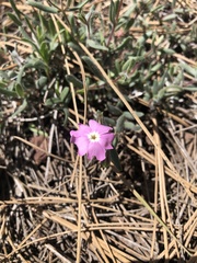 Phlox woodhousei