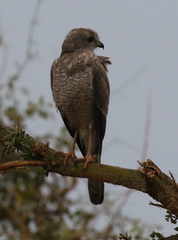 Melierax poliopterus