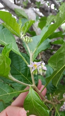 Solanum goetzei