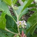Solanum goetzei - Photo (c) frasergear, algunos derechos reservados (CC BY-NC)