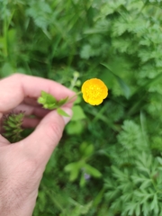 Ranunculus lanuginosus