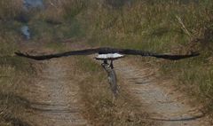 Haliaeetus leucoryphus