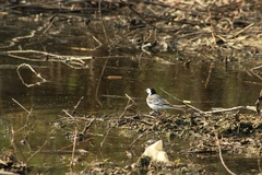 Motacilla alba