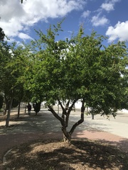 Punica granatum