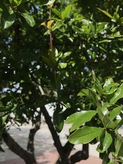 Punica granatum