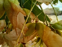 Thouinidium decandrum