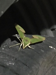 Xylophanes chiron
