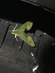 Xylophanes chiron