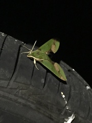 Xylophanes chiron
