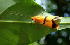 Macrostemum fastosum