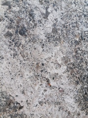 Pseudomyrmex gracilis