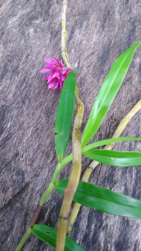 Dendrobium bracteosum