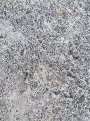 Pseudomyrmex gracilis