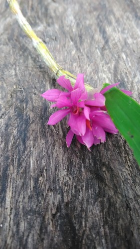 Dendrobium bracteosum, photograph 1