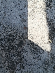 Pseudomyrmex gracilis