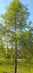 Larix sibirica