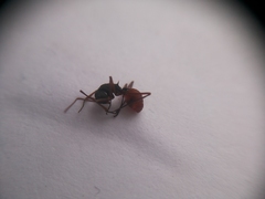 Polyrhachis bicolor