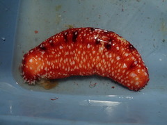 Apostichopus leukothele