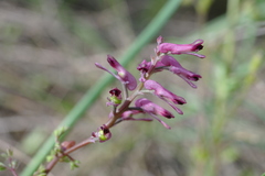 Fumaria vaillantii
