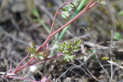 Fumaria vaillantii
