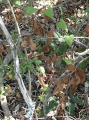 Dioscorea mundii