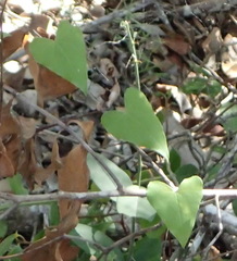Dioscorea mundii