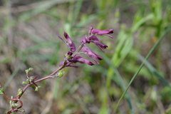 Fumaria vaillantii