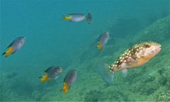 Chelonodontops patoca