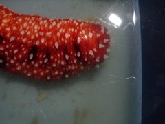 Apostichopus leukothele