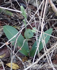 Habenaria arenaria