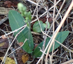 Habenaria arenaria