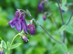 Aquilegia vulgaris