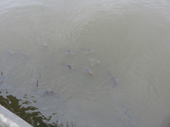 Cyprinus carpio