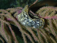 Pteria colymbus