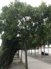 Koelreuteria paniculata