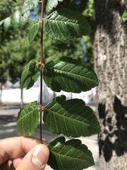 Koelreuteria paniculata