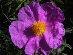Cistus creticus eriocephalus
