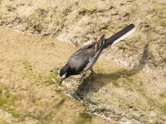 Motacilla alba alboides