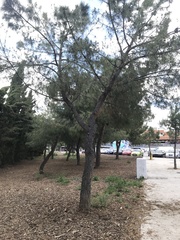 Pinus pinea