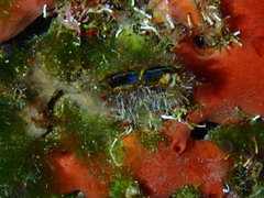 Isognomon alatus