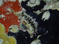 Spondylus americanus