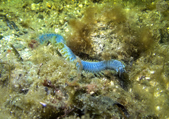 Alitta virens