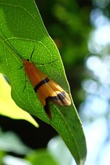 Macrostemum fastosum