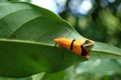 Macrostemum fastosum