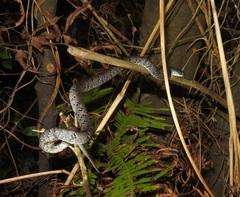 Pareas margaritophorus